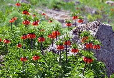 На Армянском нагорье продолжают цвести 